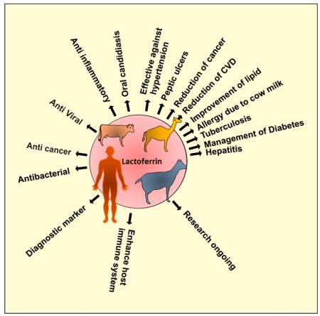 8 Lactoferrin Health Benefits + Sources & Side Effects.